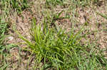 Asian shortstem sedge